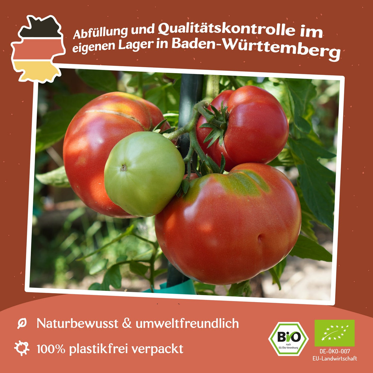 Berner Rose Bio-Tomatensamen