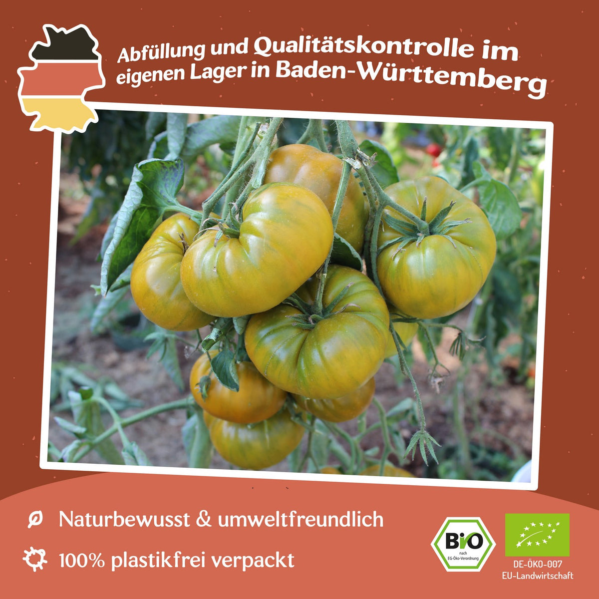 Evergreen Bio-Tomatensamen