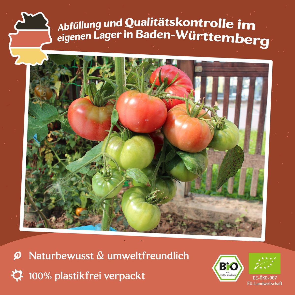 Paprikaförmige Bio-Tomatensamen