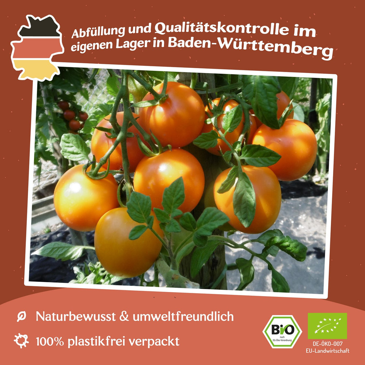 MHD 06/26 Auriga Bio-Tomatensamen