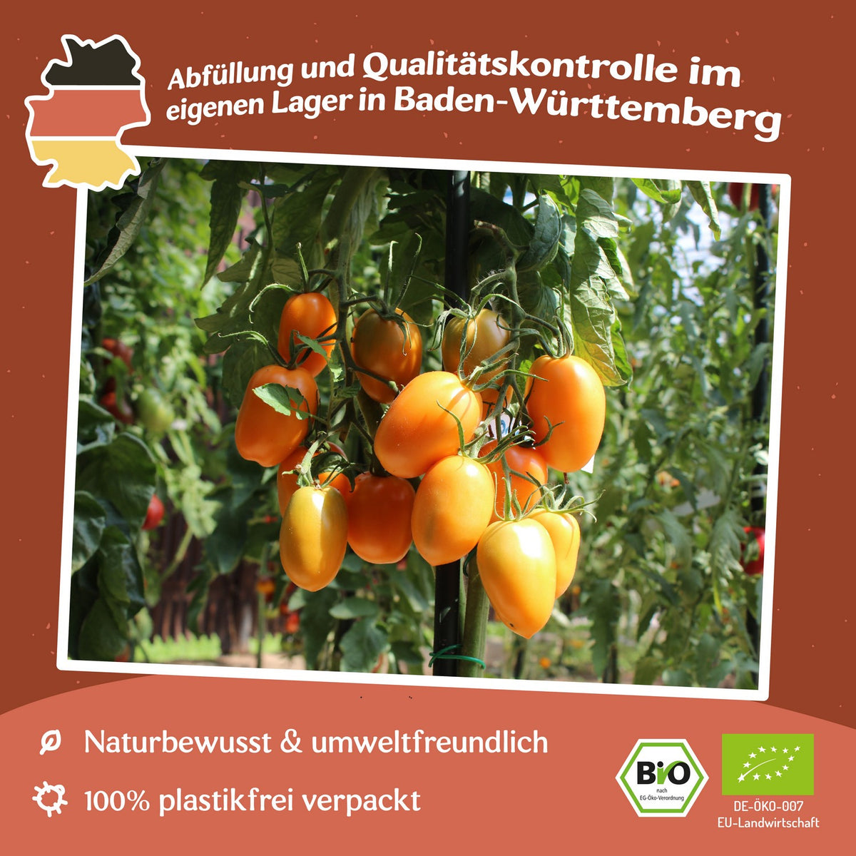 Orange Banana Bio-Tomatensamen