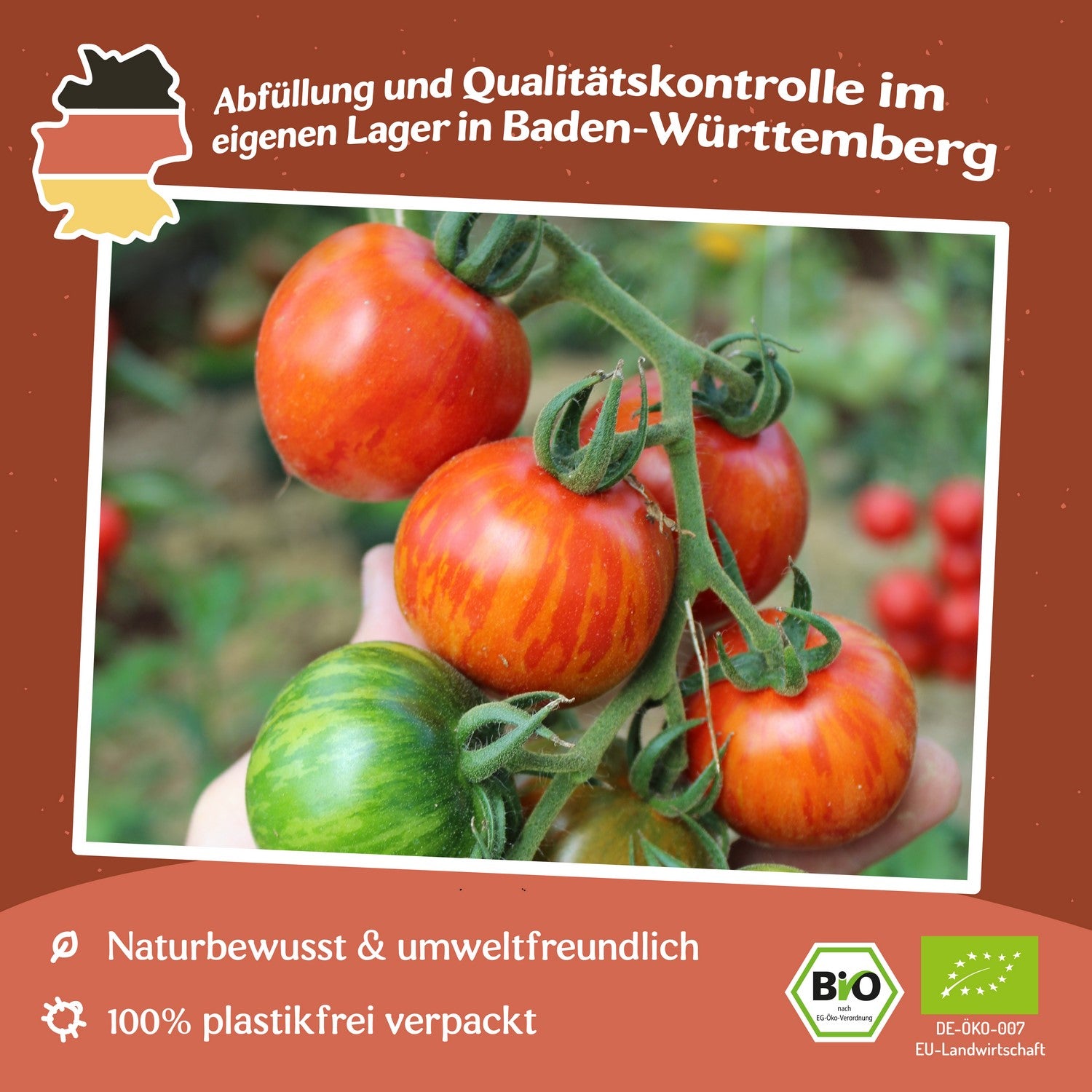Vilma Tomatensamen