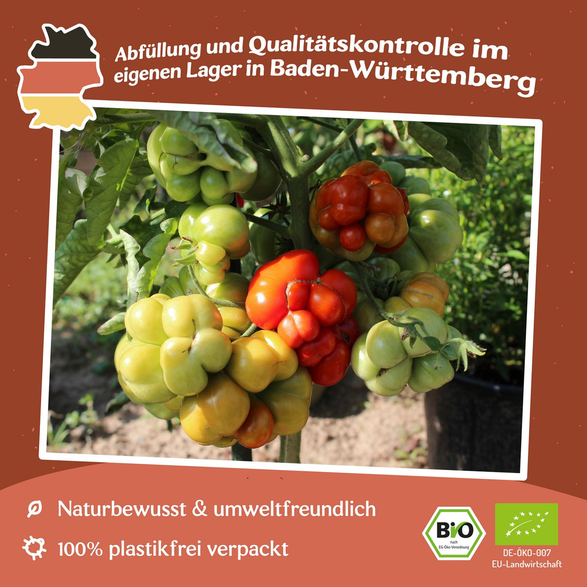 Reisetomate Bio-Tomatensamen