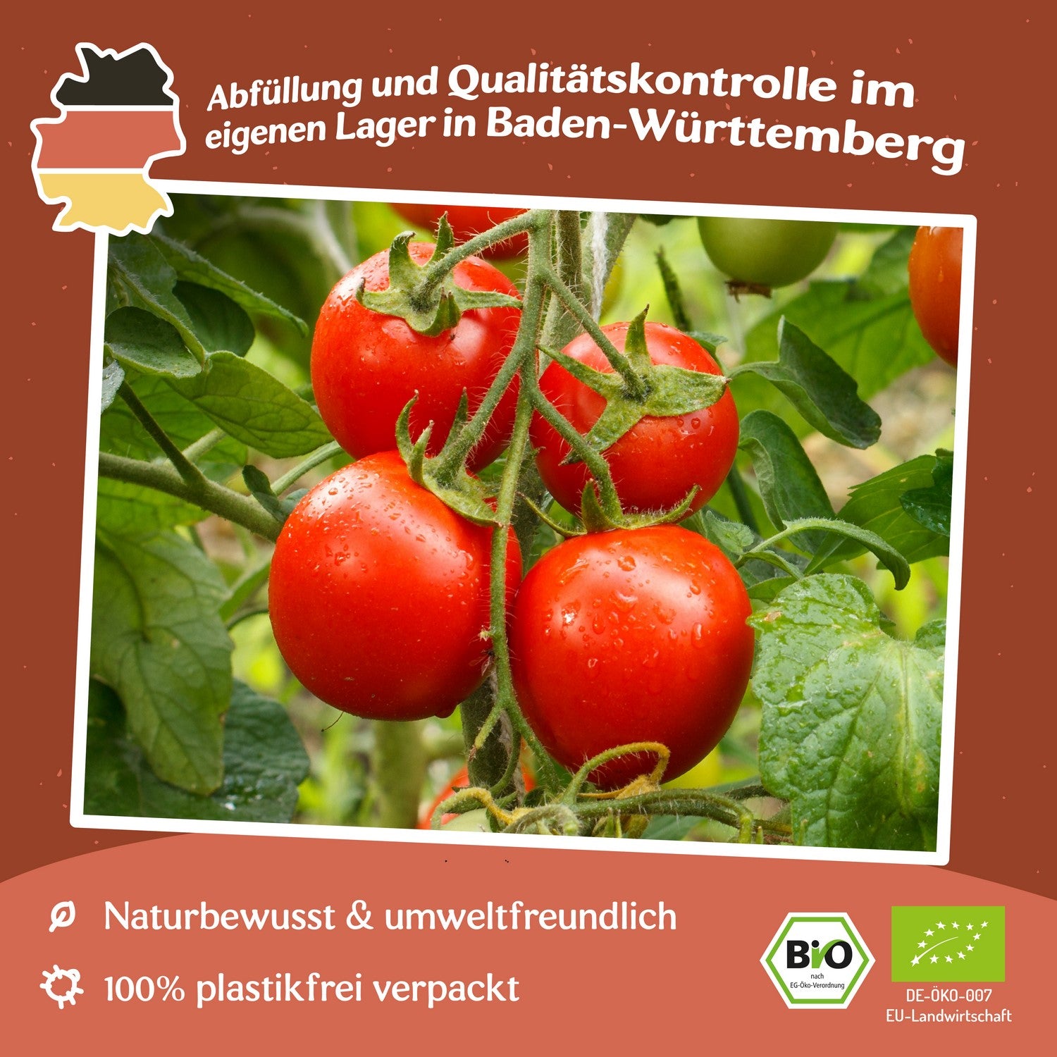 Vilma Tomatensamen