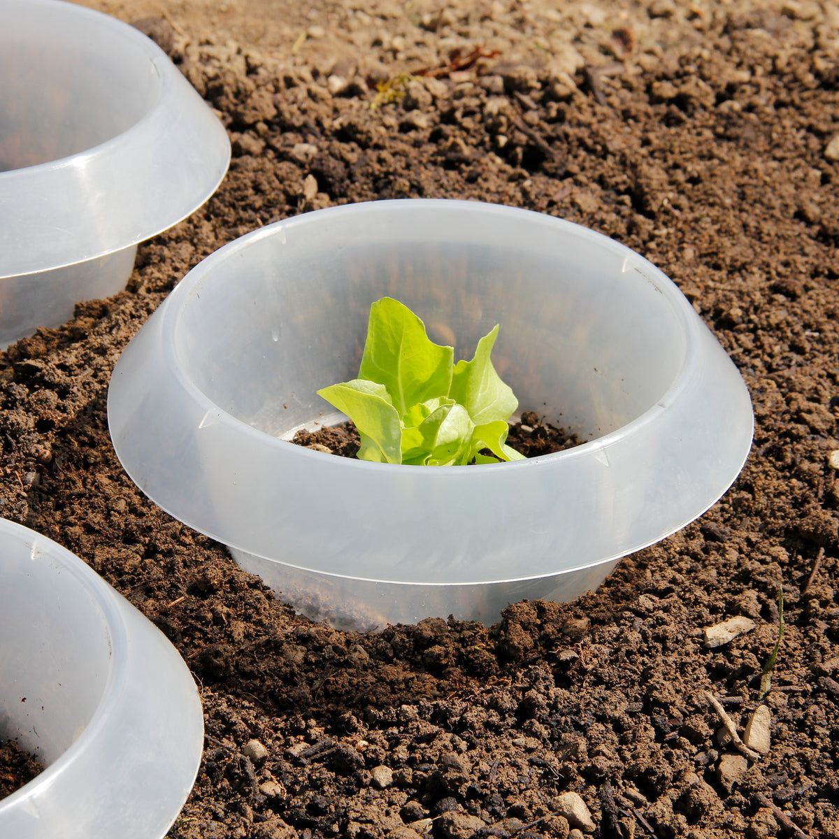 SchneckenStopp aus Kunststoff transparent 12er Set