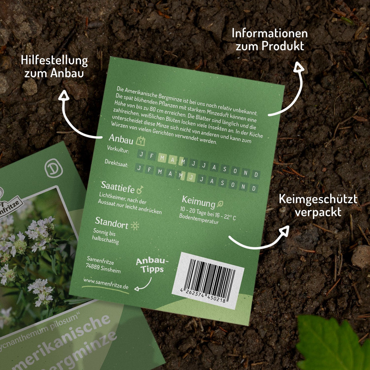 MHD 06/26 Amerikanische Bergminze Samen, Pycnanthemum pilosum