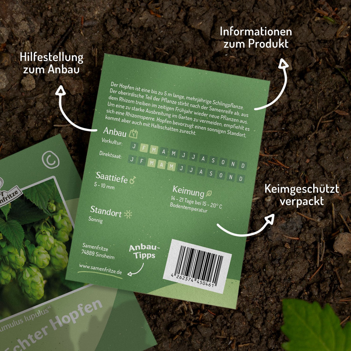 Echter Hopfen Samen, Humulus lupulus