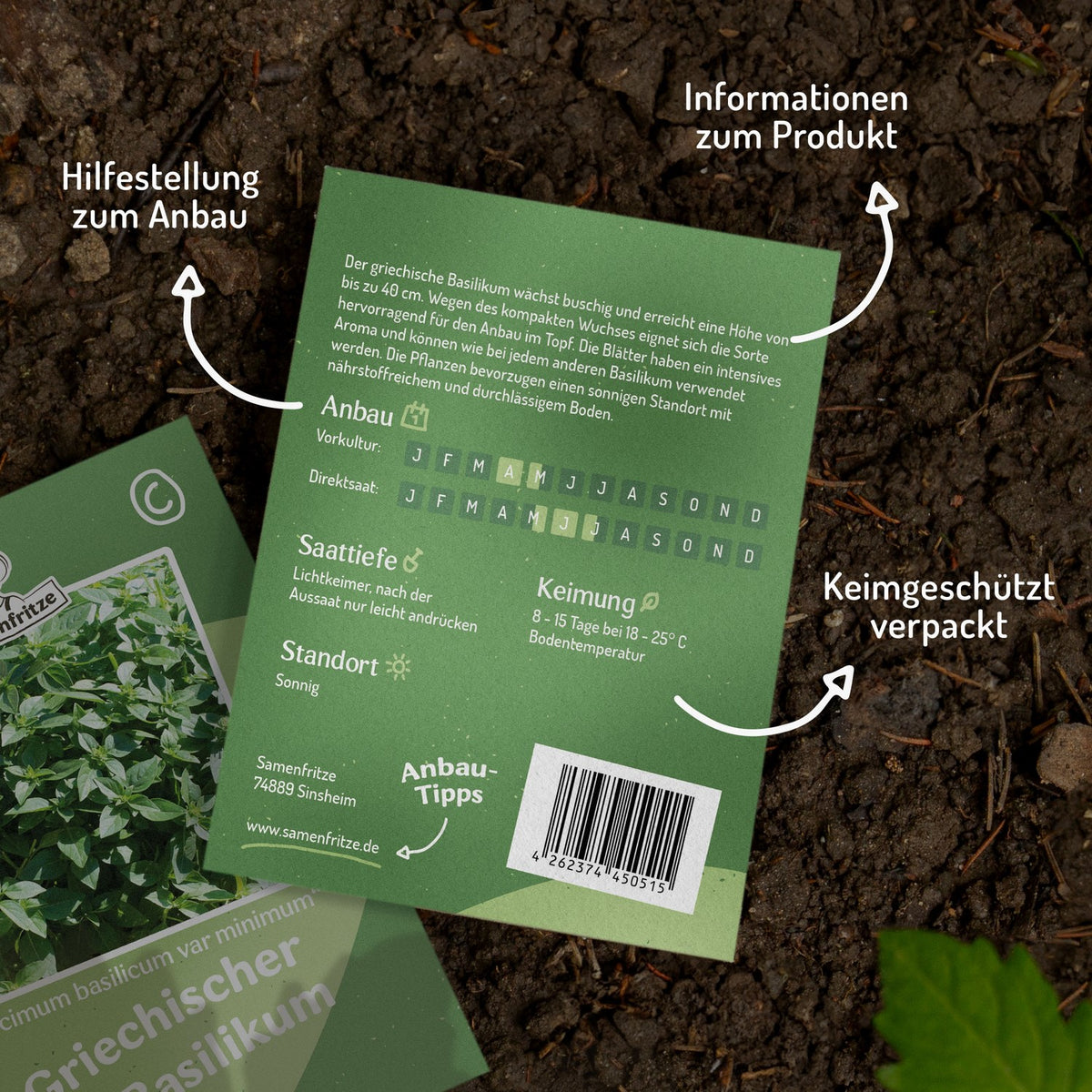 Griechischer Basilikum Samen, Ocimum basilicum var minimum