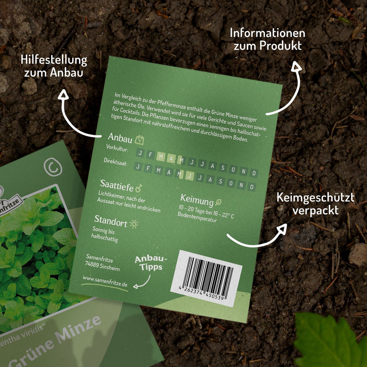 Grüne Minze Samen, Mentha viridis