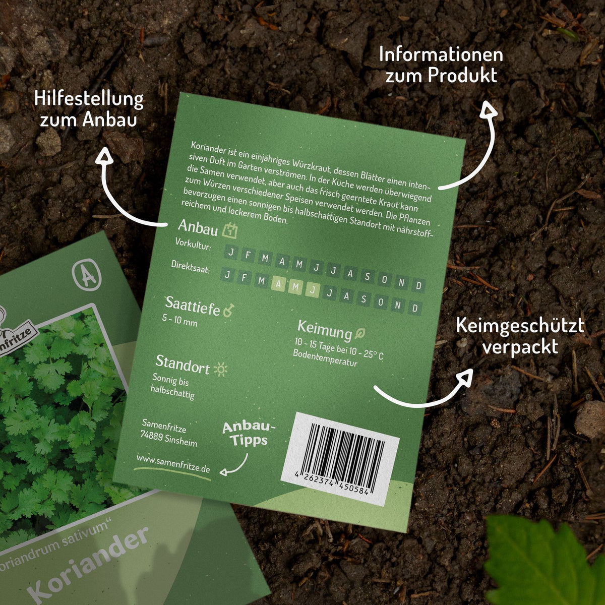 Koriander Samen, Coriandrum sativum