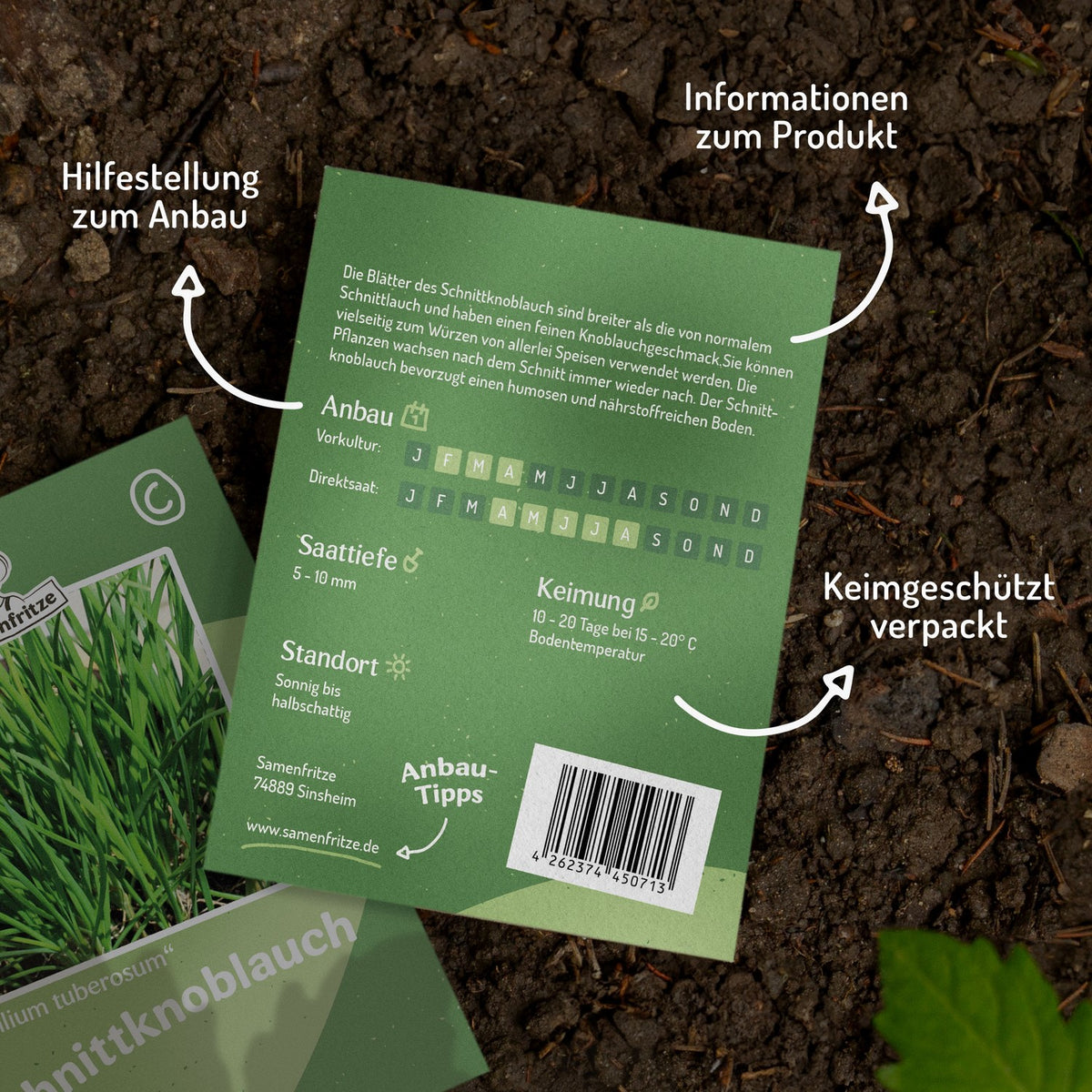 Schnittknoblauch Samen, Allium tuberosum