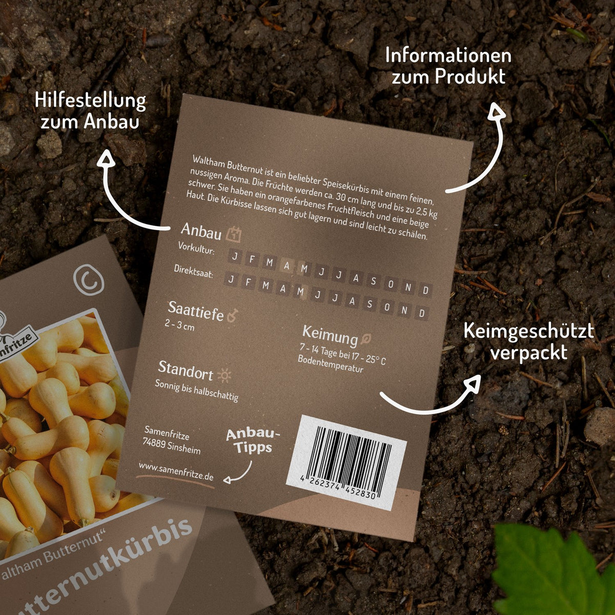 Kürbis Waltham Butternut Samen