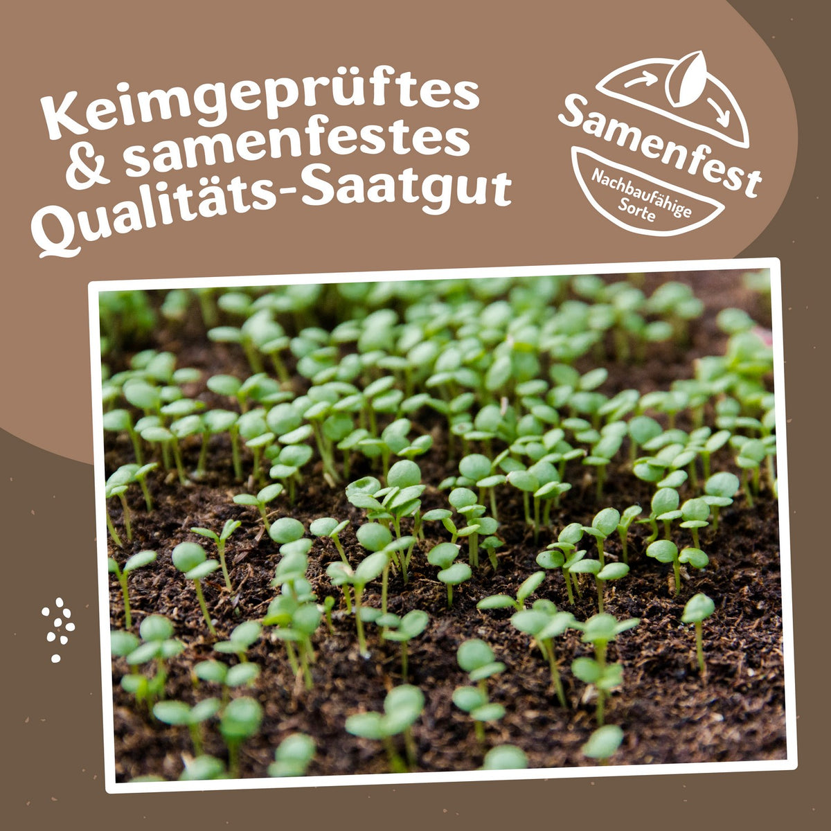 Grünkohl Scarlet Samen