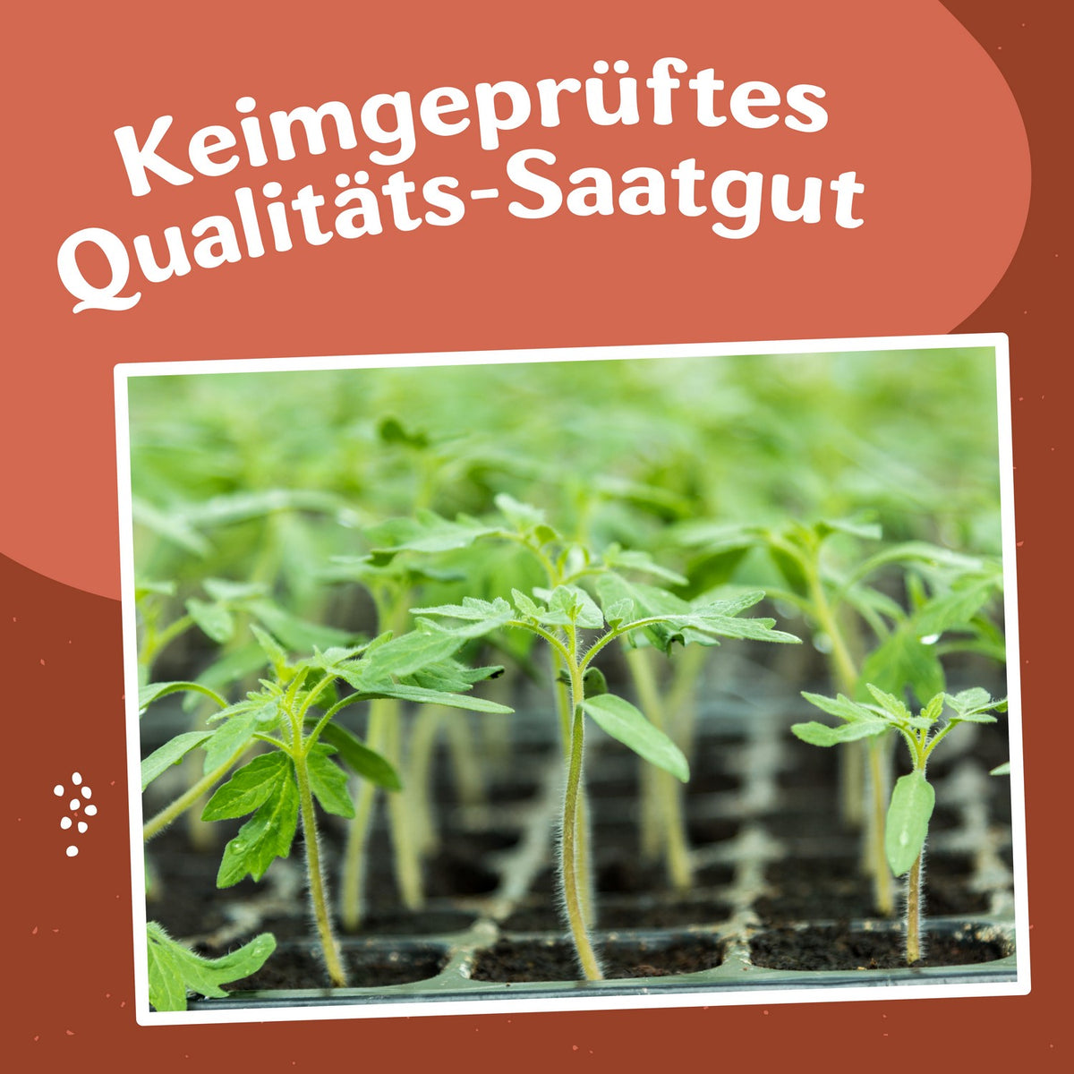 Freilandtomaten-Set – samenfritze