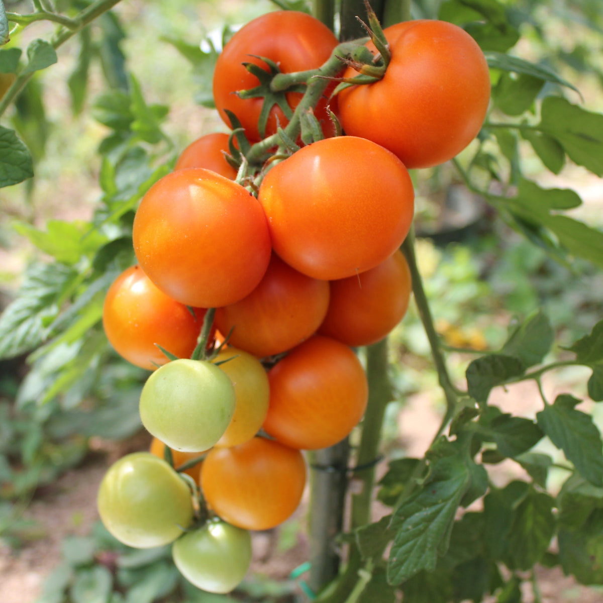 Zlatava Tomatensamen