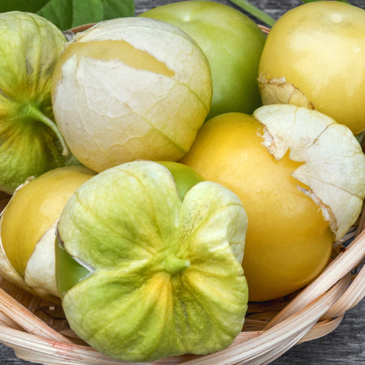 Tomatillo Amarylla, Physalis ixocarpa Samen