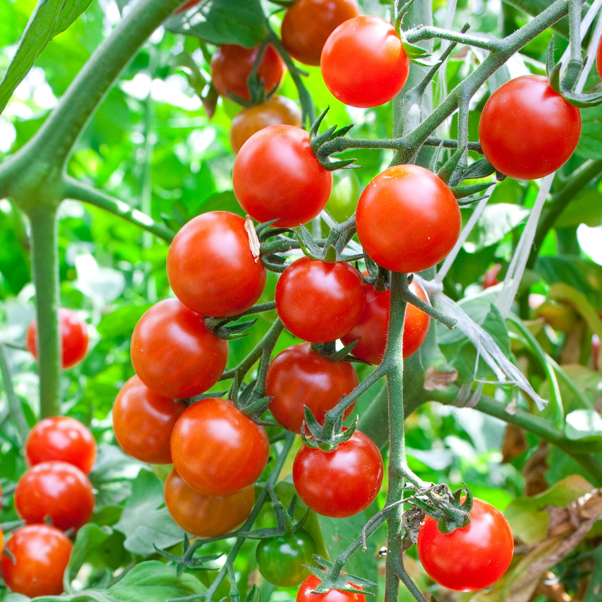 Red Currant Tomatensamen