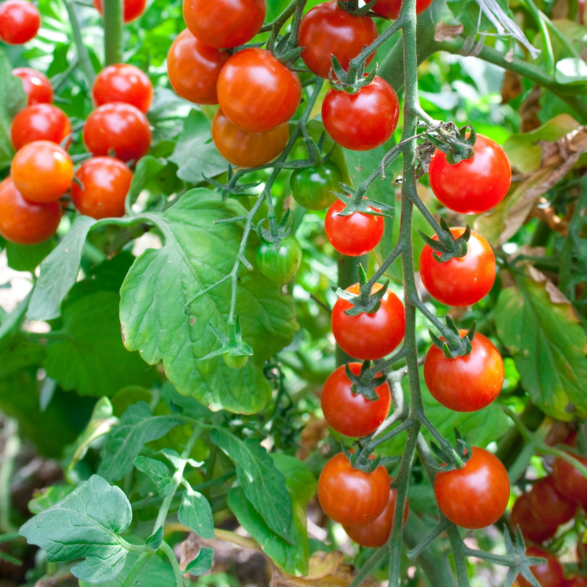 Red Currant Tomatensamen