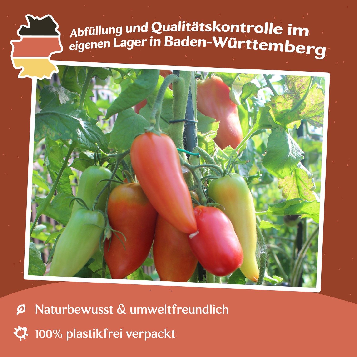 Andenhorn Tomatensamen