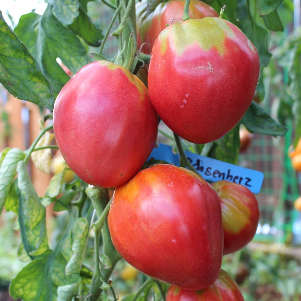 Ochsenherz Coeur de Boeuf Tomatensamen