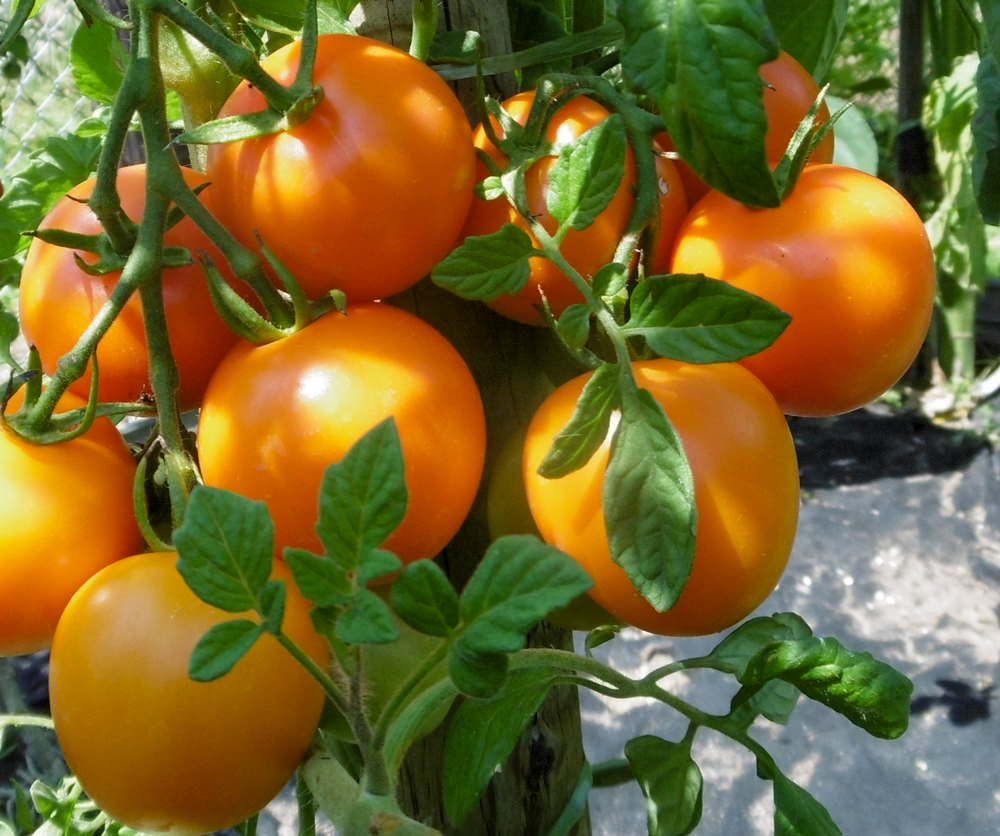 Auriga Bio-Tomatensamen