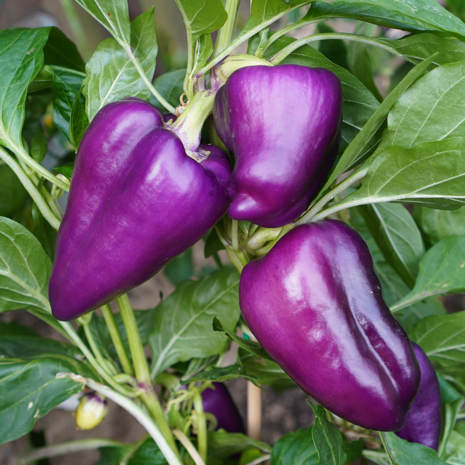 Paprika Oda Samen