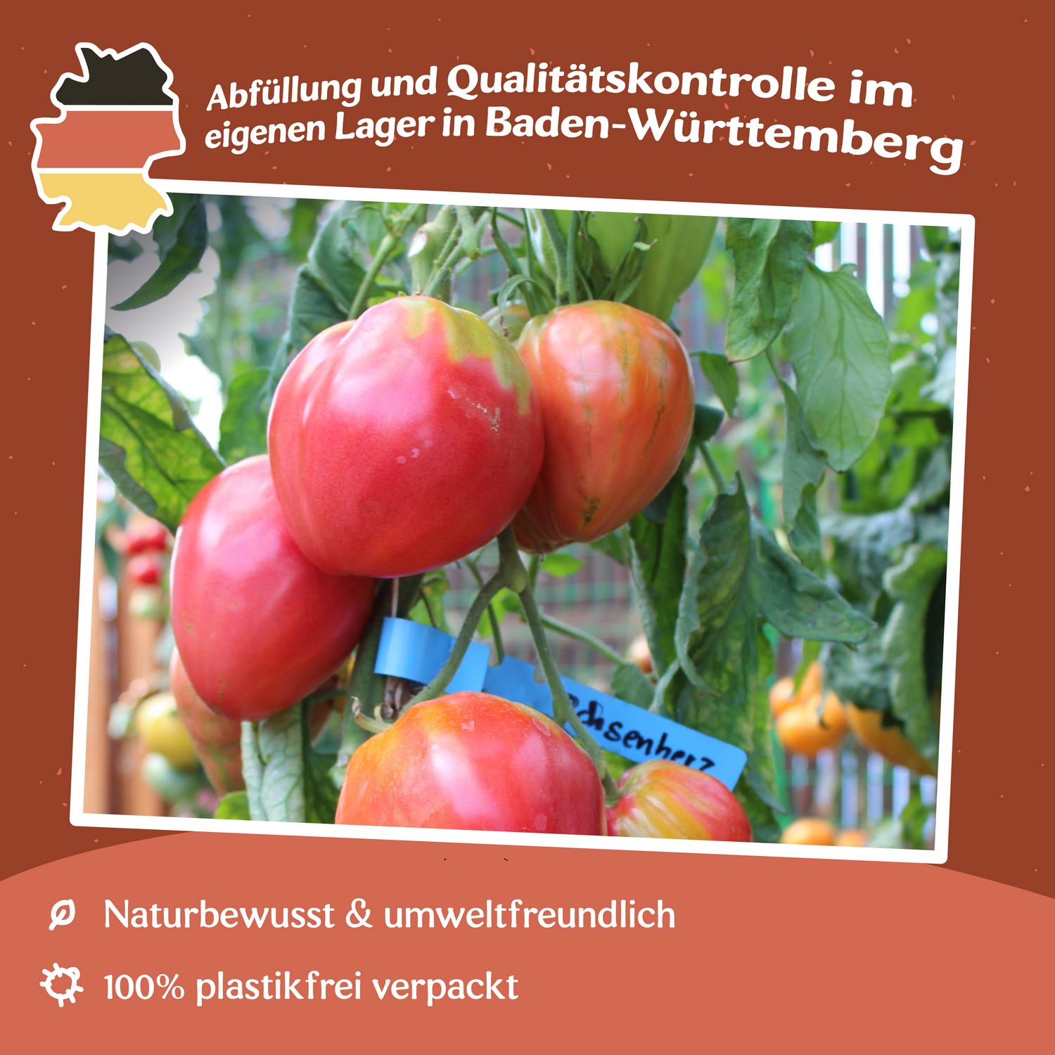 Ochsenherz Coeur de Boeuf Tomatensamen