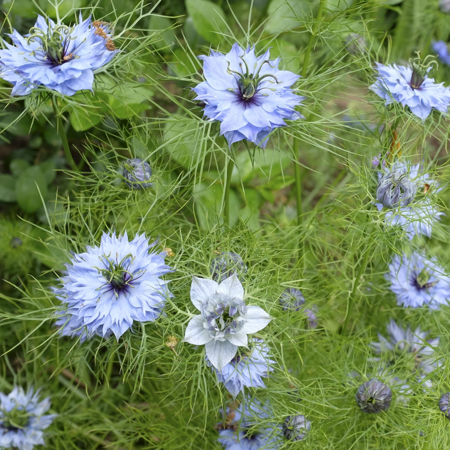 Echter Schwarzkümmel Samen, Nigella sativa