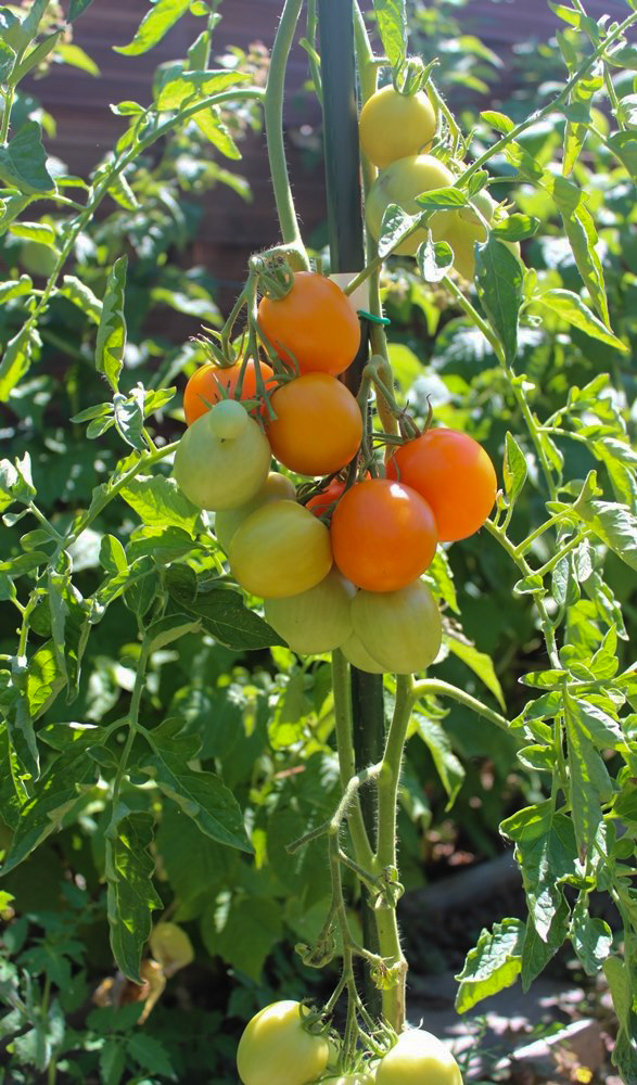 Auriga Bio-Tomatensamen