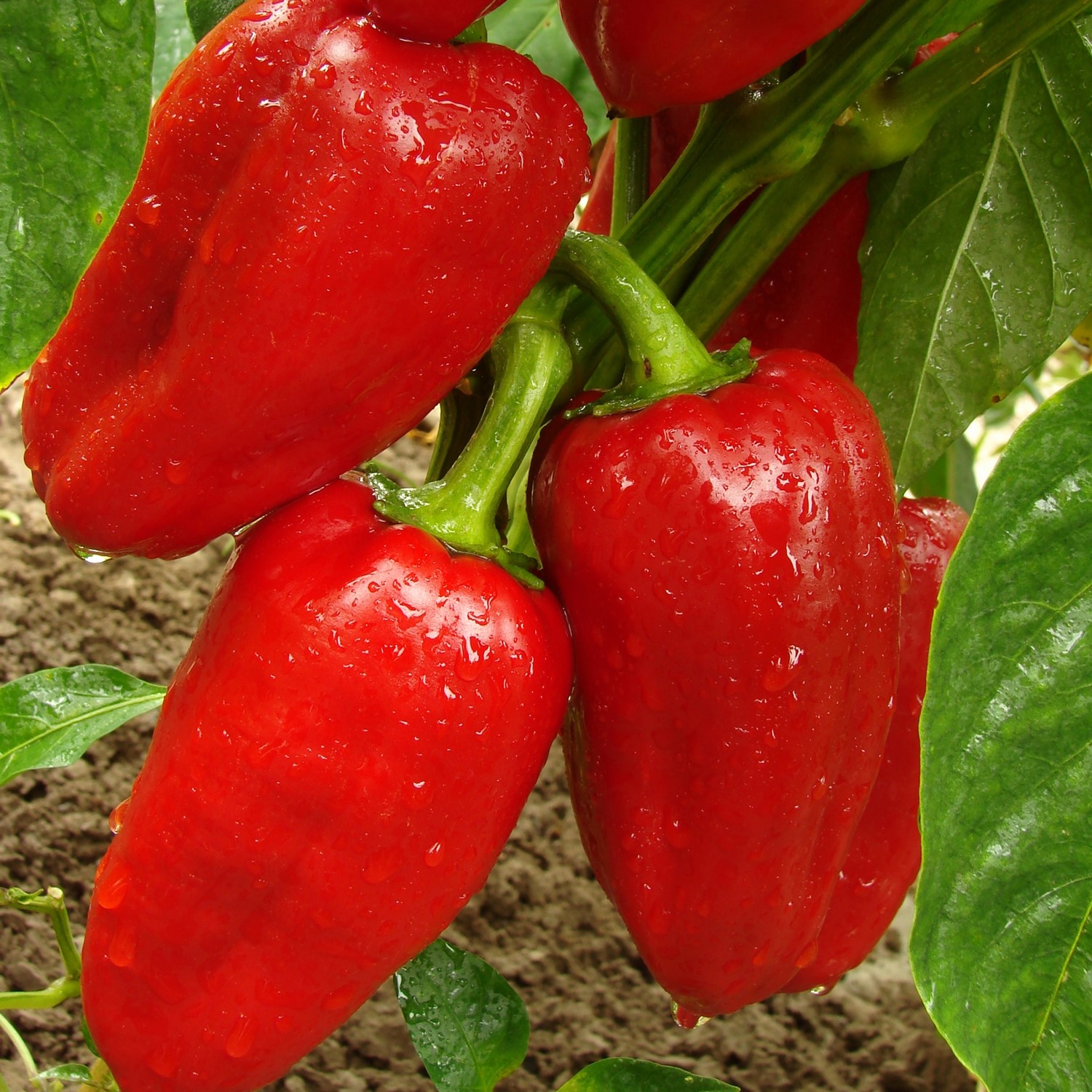 Paprika Rubinova Samen