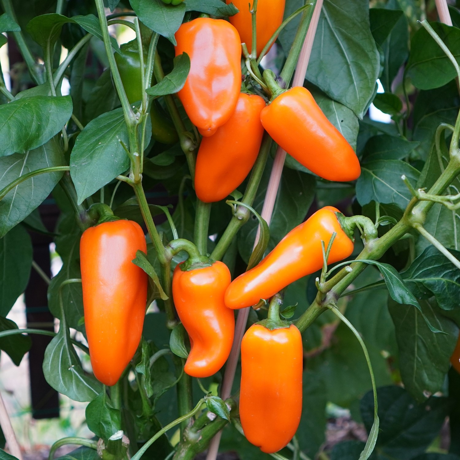 Snackpaprika Hamik Samen