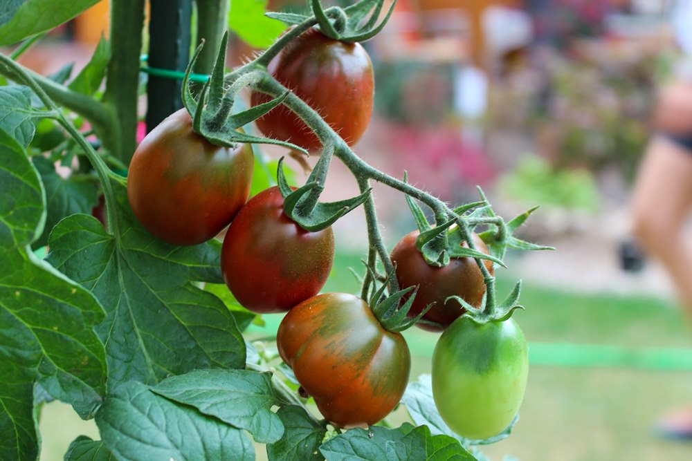 Black Plum Bio-Tomatensamen