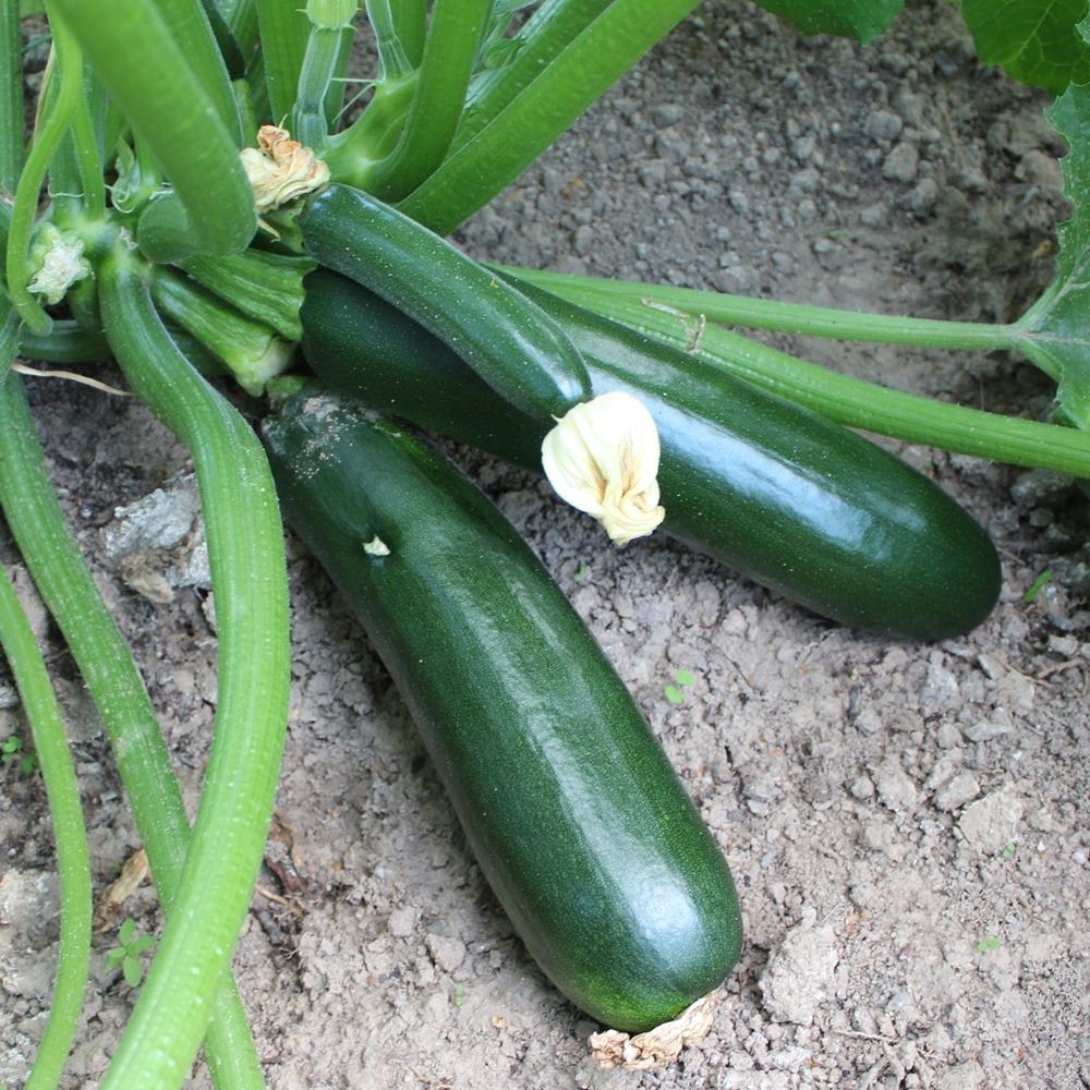 Zucchini Black Beauty Samen