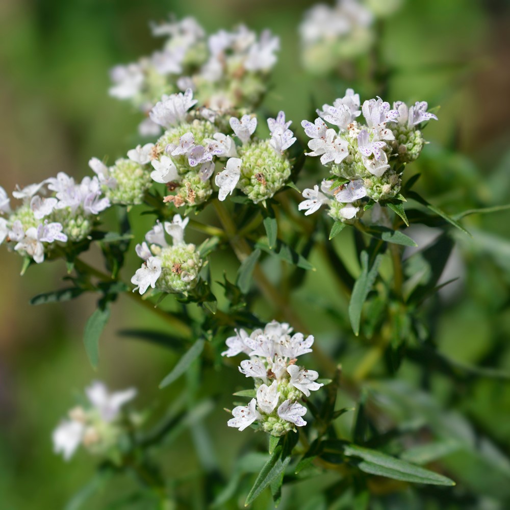 Amerikanische Bergminze Samen, Pycnanthemum pilosum