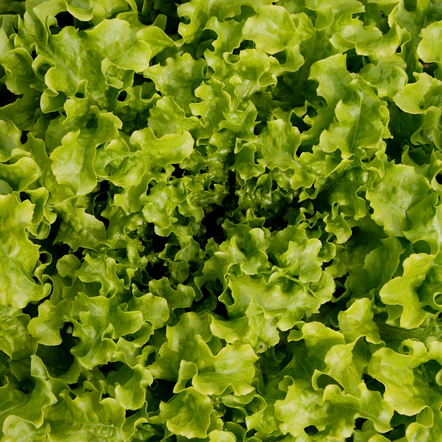 Pfücksalat Salad Bowl Samen