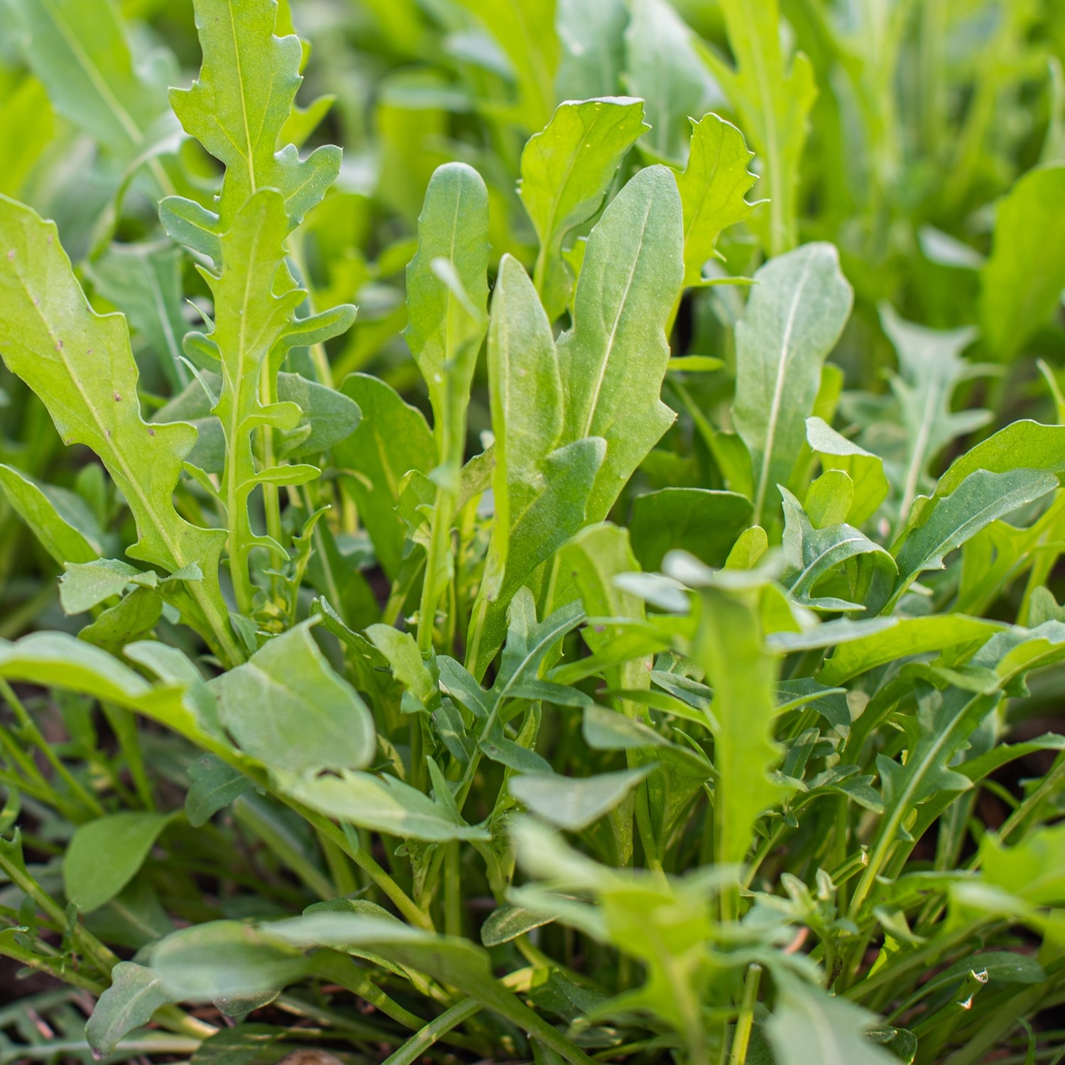 Rucola Wilde Rauke Samen