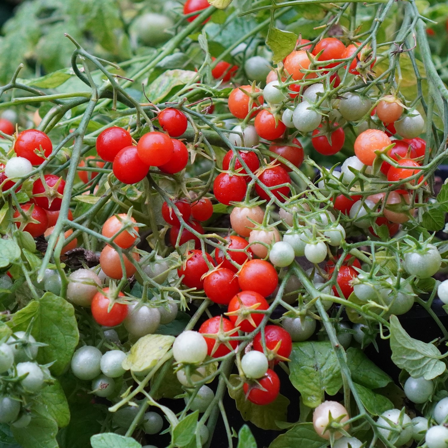 Cherry Cascade Tomatensamen