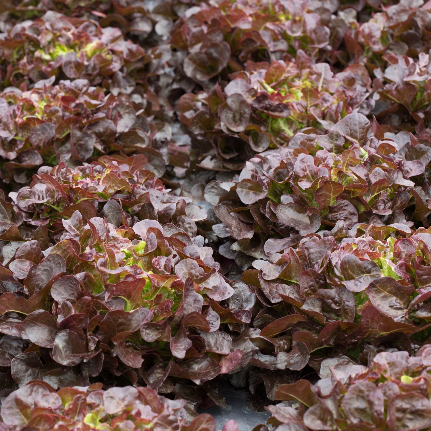 Pflücksalat Red Salad Bowl Samen