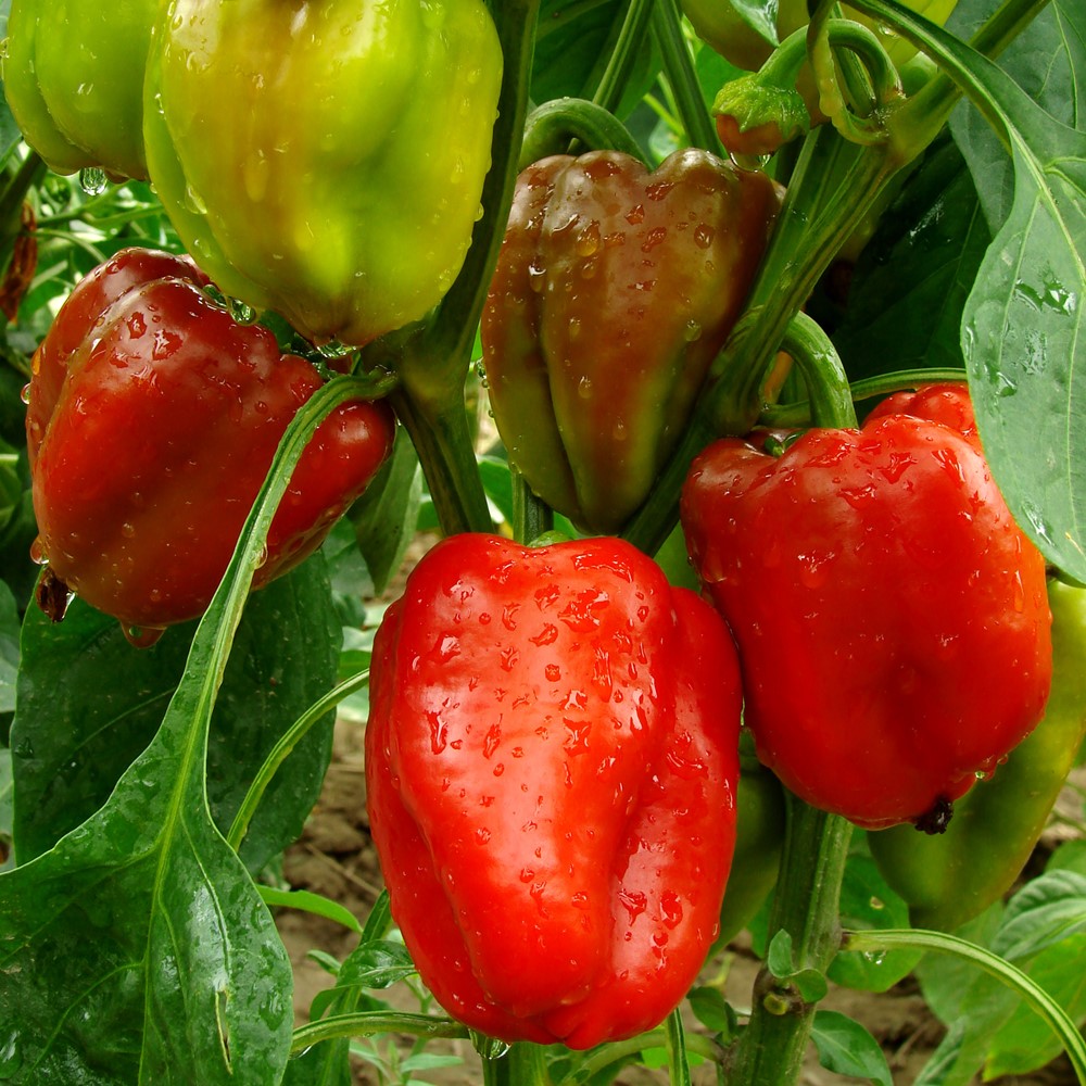 Paprika Robertina Samen