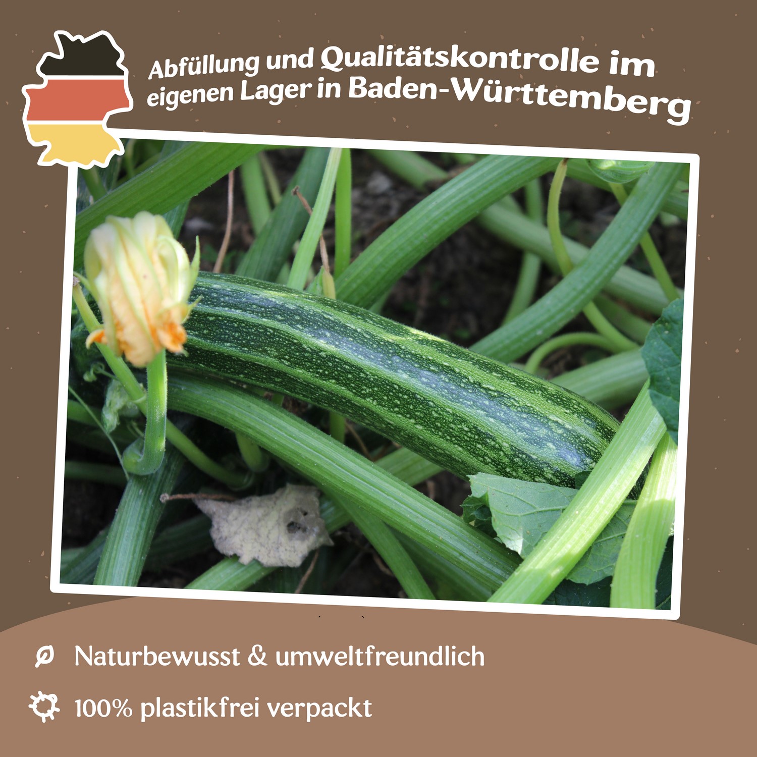 Zucchini Striato d`Italia Samen