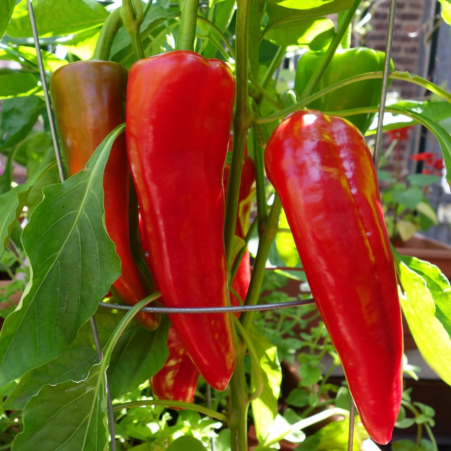 Paprika Marconi rot Samen