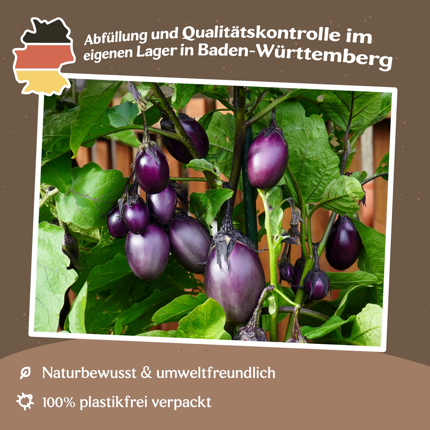 Aubergine Patio Baby F1 Samen