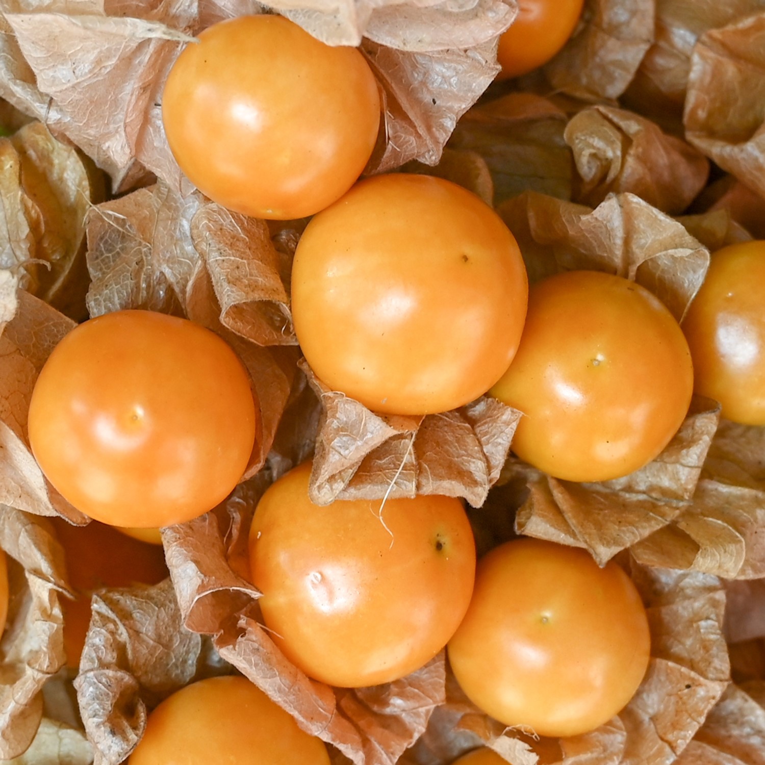 Tropicana Bio-Physalis Samen