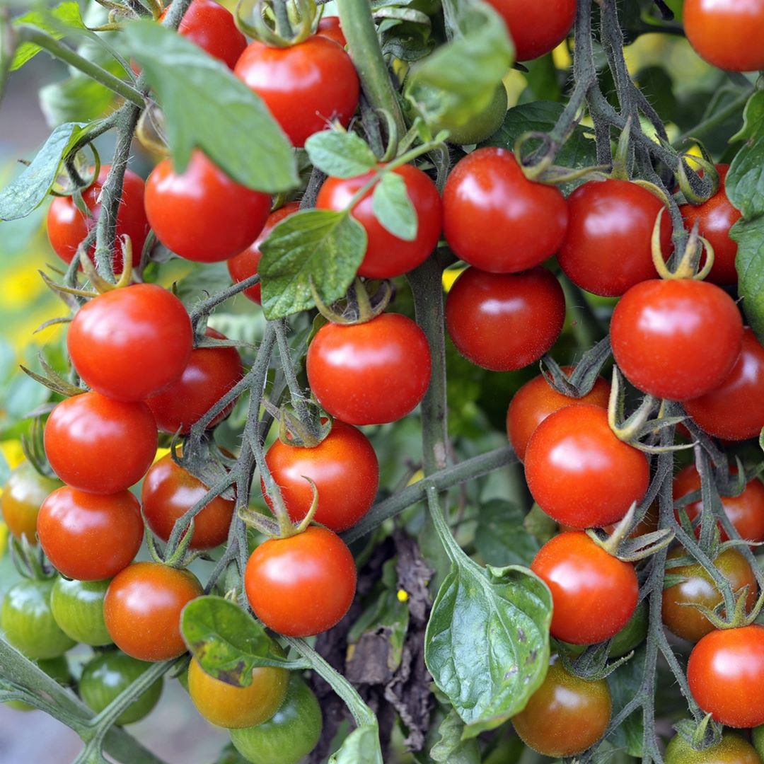 Primavera Bio-Tomatensamen