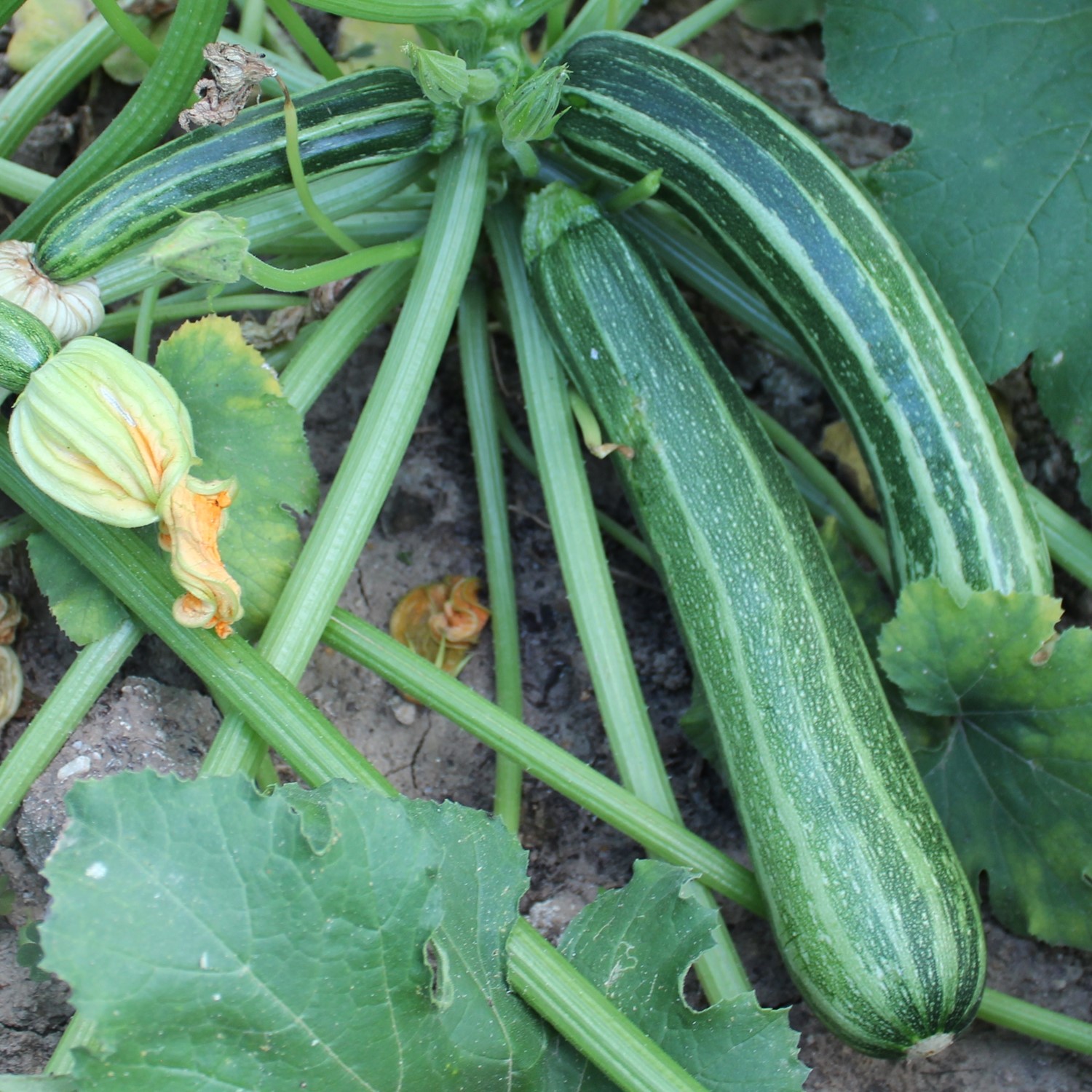 Zucchini Striato d`Italia Samen