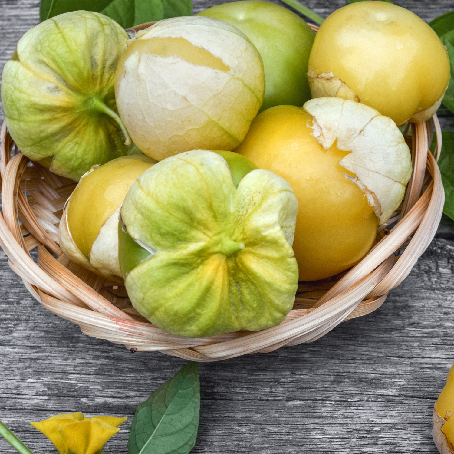 Tomatillo Amarylla, Physalis ixocarpa Samen