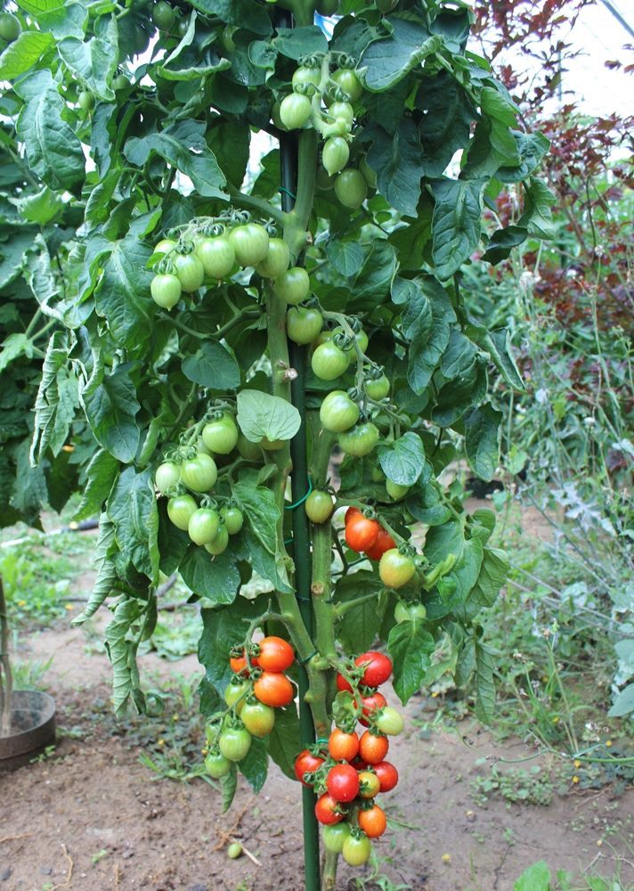 Principe Borghese Tomatensamen