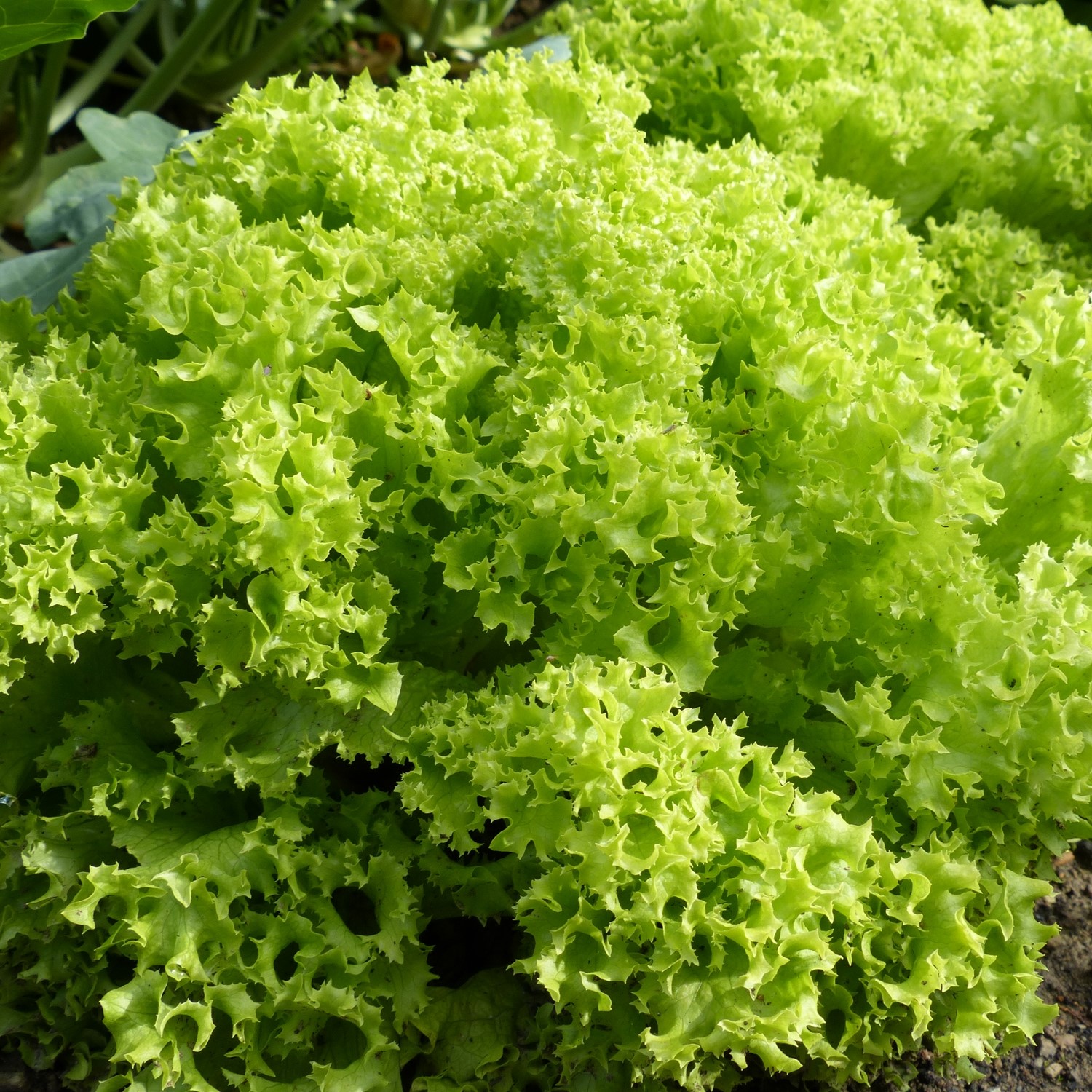 Pflücksalat Lollo Biondo Samen