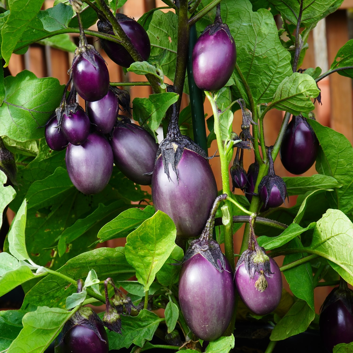 Aubergine Patio Baby F1 Samen