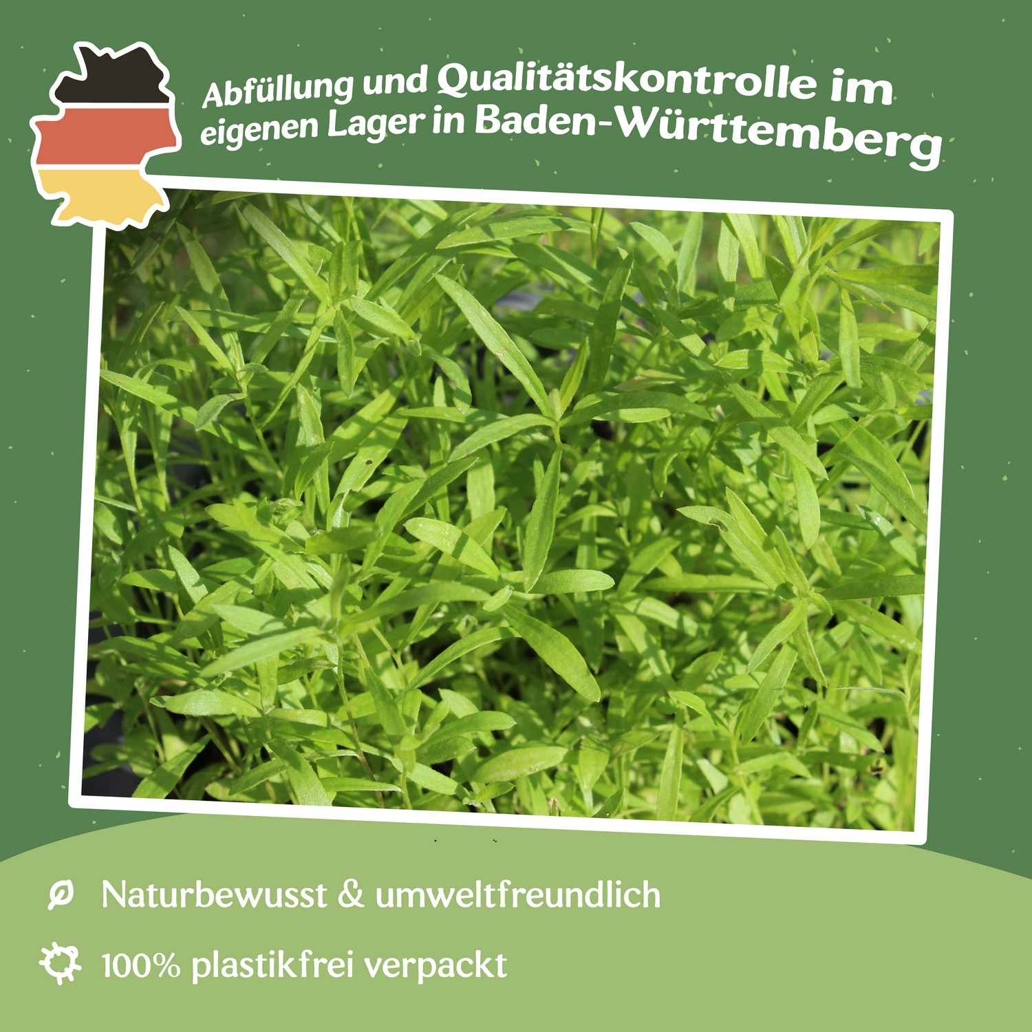 MHD 06/25 Russischer Estragon Samen, Artemisia dracunculus